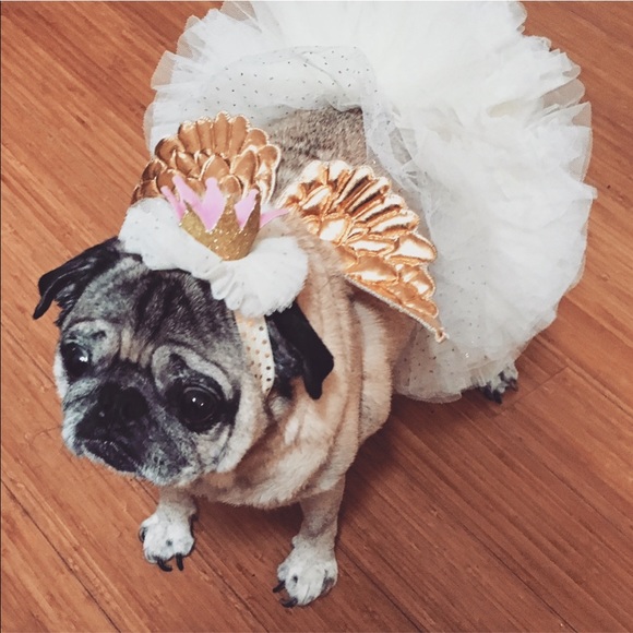 Meet your Posher, Snazzy_Star - Picture 4 of 5